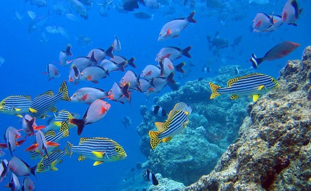 Registran los patrones de movimiento de la fauna marina para su conservación