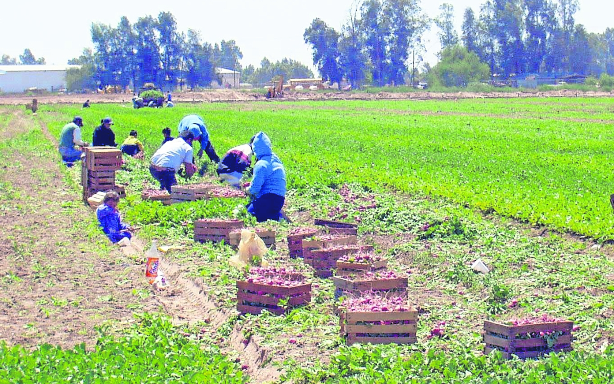 Jornaleros en Baja California: trabajar en el campo a casi 50 grados