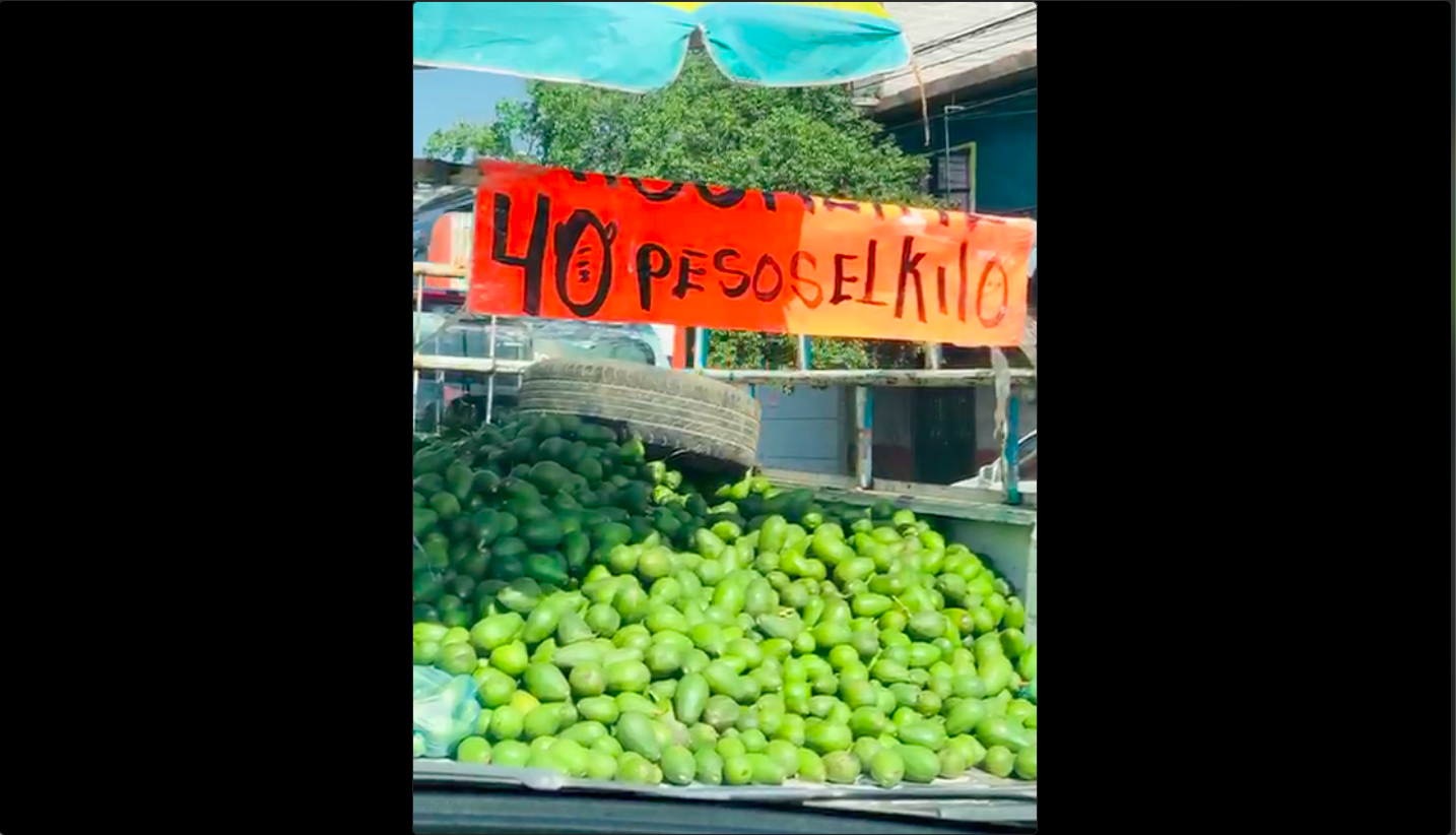 Video. Venden a 40 pesos el kilo de aguacate en Querétaro