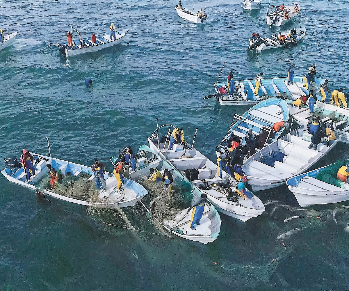 Cientos de pescadores acorralan ilegalmente a la totoaba