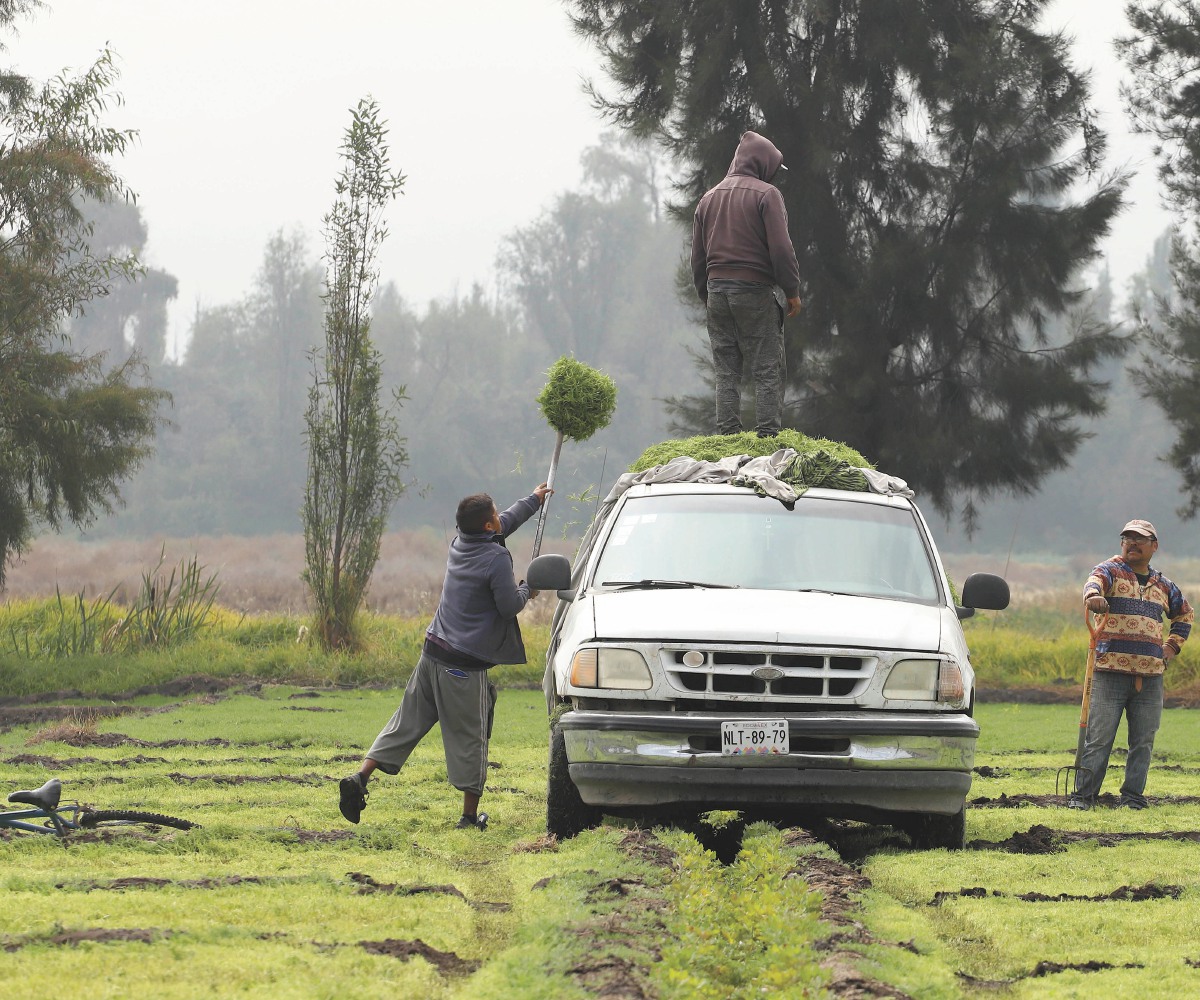 Ellos cultivan los romeritos que comes en Navidad