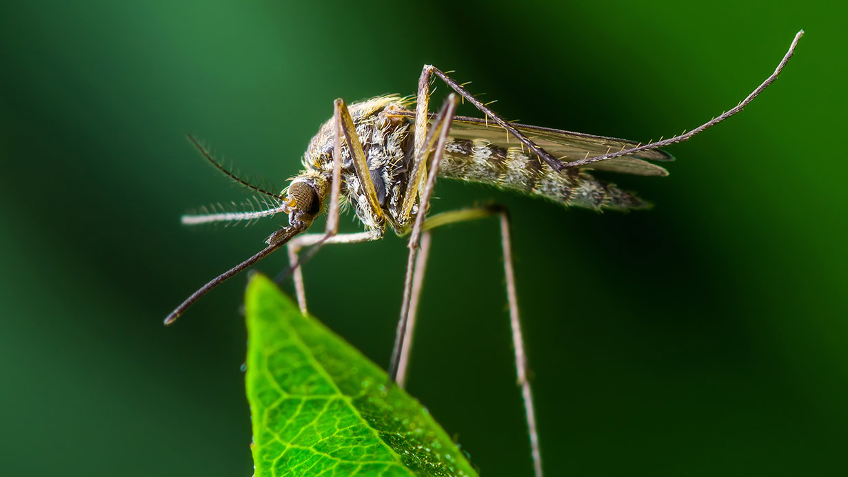 ¿Se puede vacunar un mosquito?