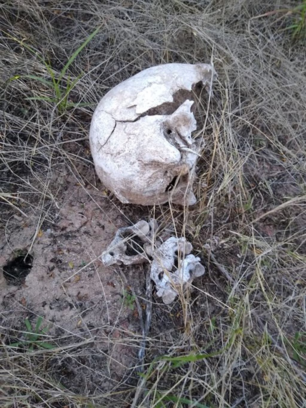 Grupo Madres Buscadoras de Sonora localizan restos óseos de cuatro personas