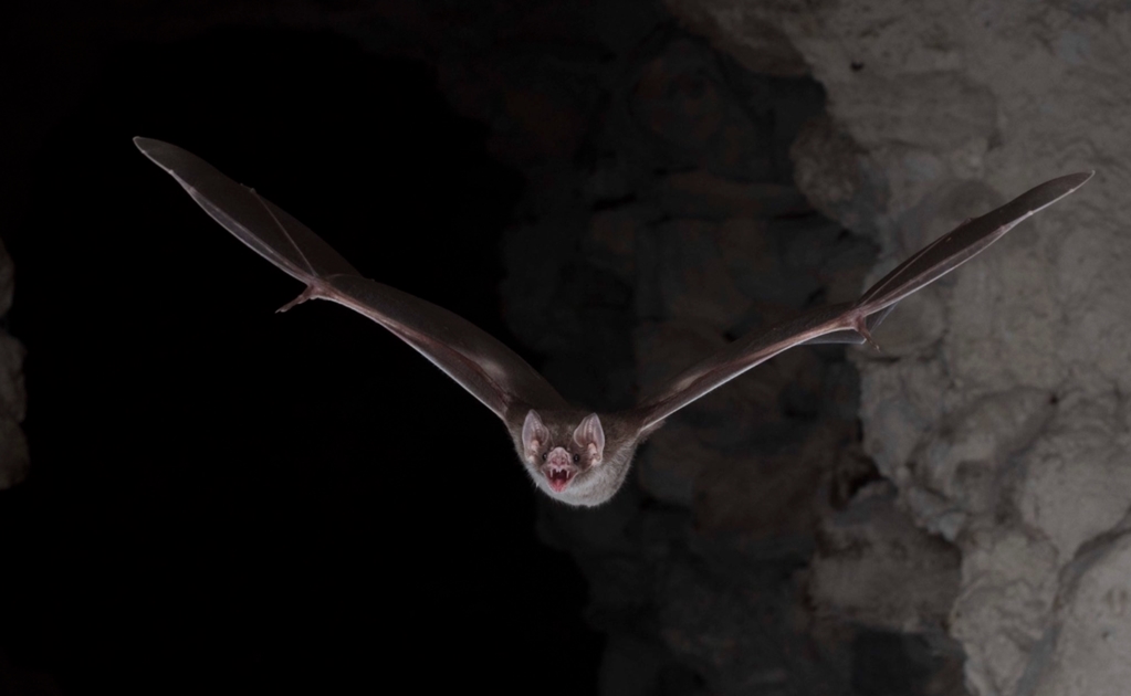 ¿Por qué los murciélagos se alimentan de sangre? 