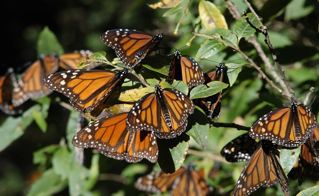 Aumenta presencia de mariposas monarca en bosques mexicanos 