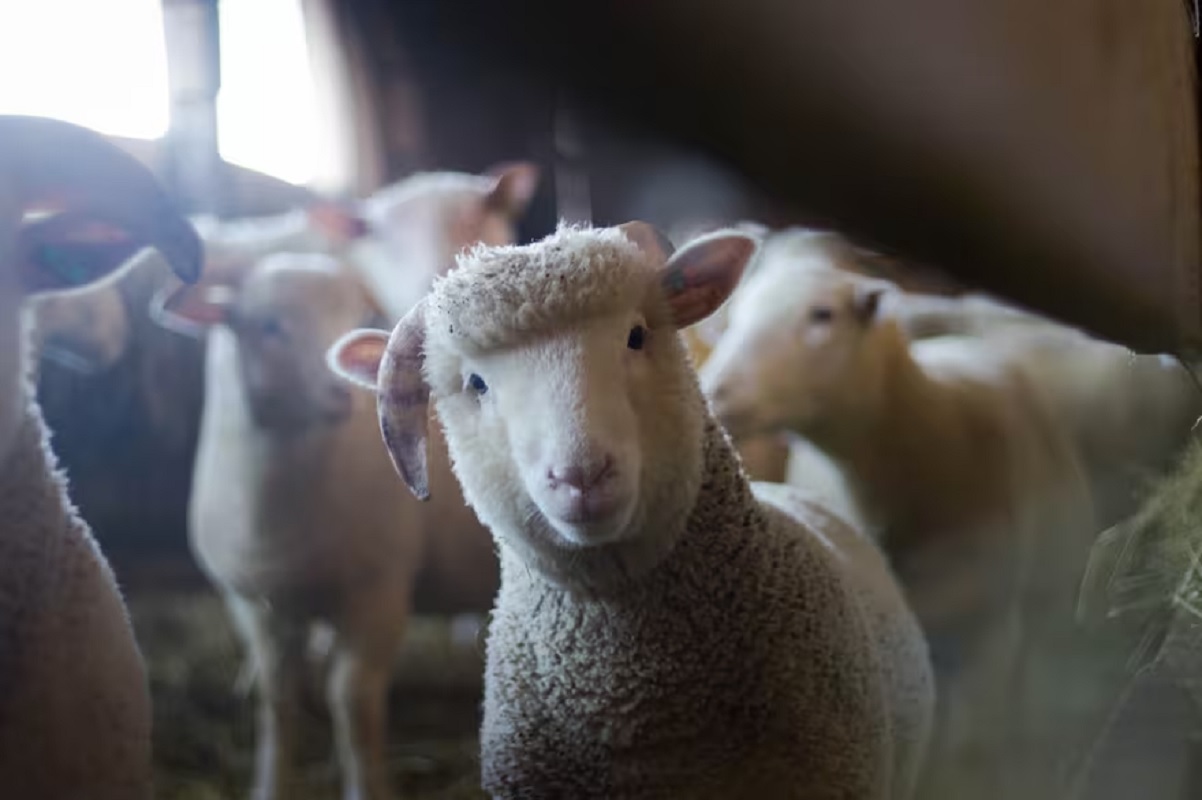 "Brincaban como locas": ovejas se comen 300 kilos de marihuana