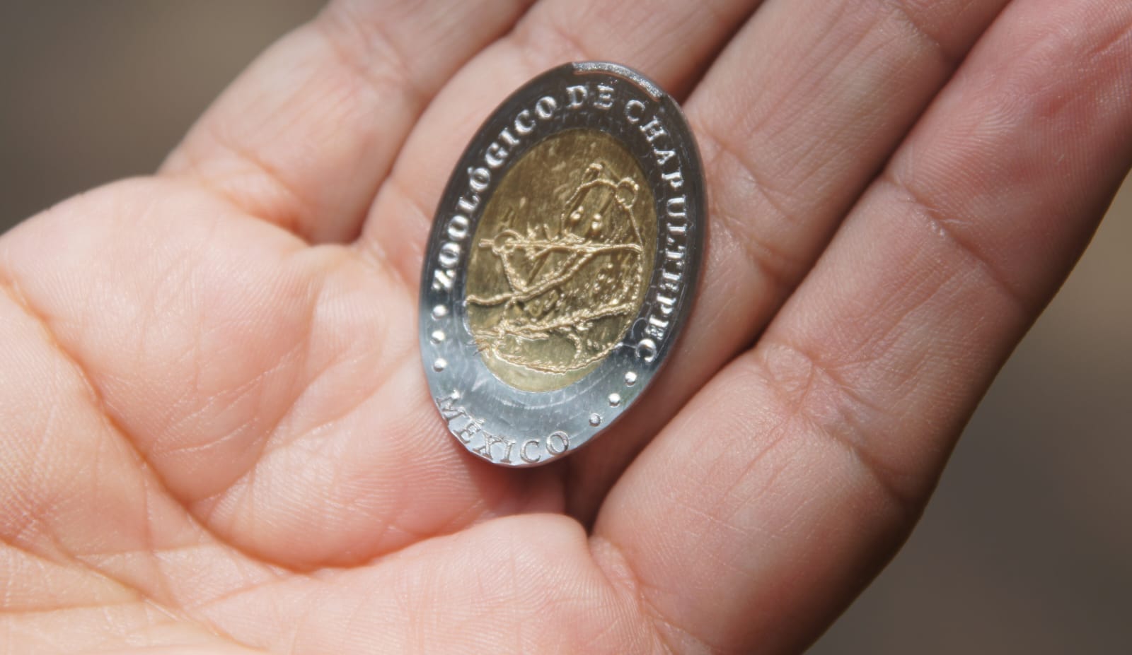 ¡Ve por la tuya! Zoológico de Chapultepec estrena máquinas de monedas conmemorativas