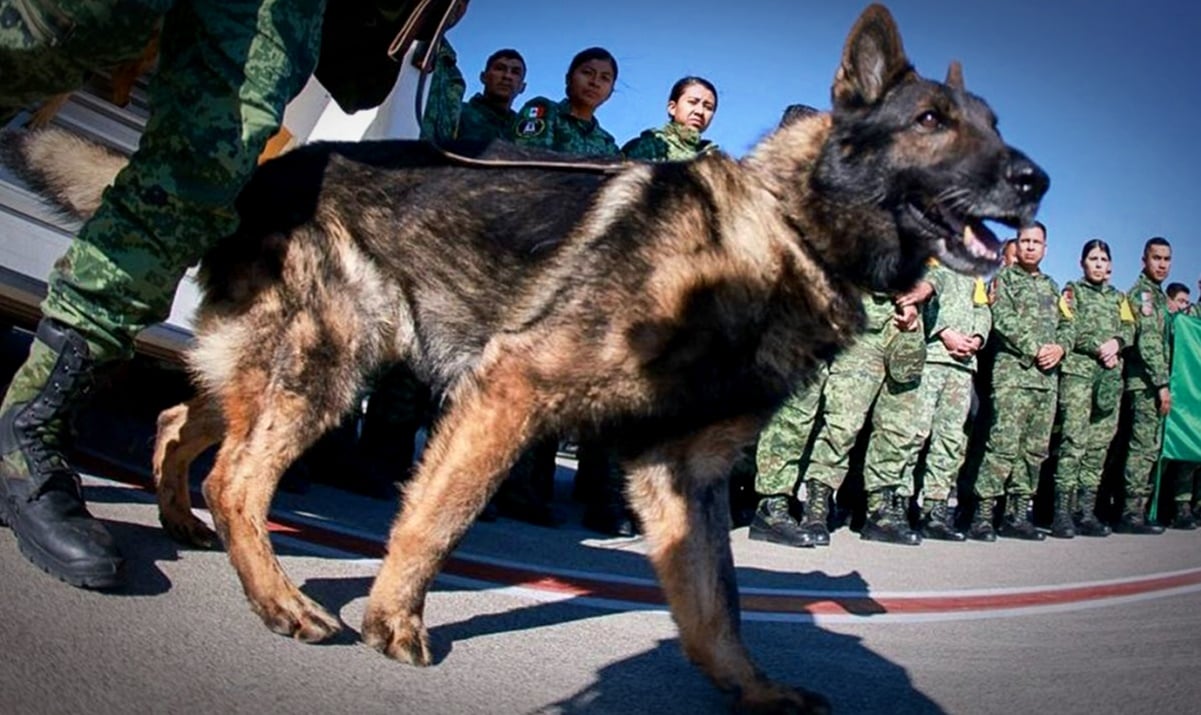 “Proteo”, perrito rescatista fallecido en Turquia, es homenajeado en la Base Militar de Santa Lucía