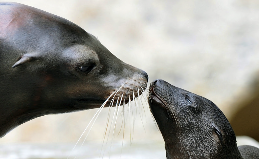 Mexico finds 137 dead sea lions in Baja California Sur