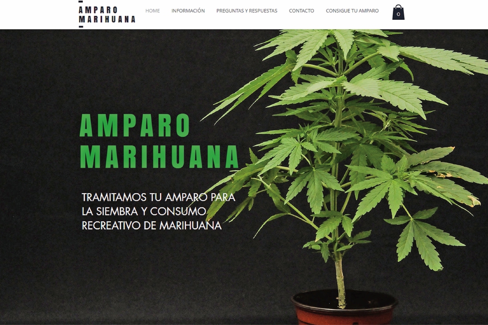 Ofrecen amparos en línea para siembra de marihuana