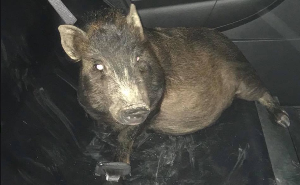 ​Hombre en EU acusa a un cerdo de "acosador" tras seguirlo en la calle