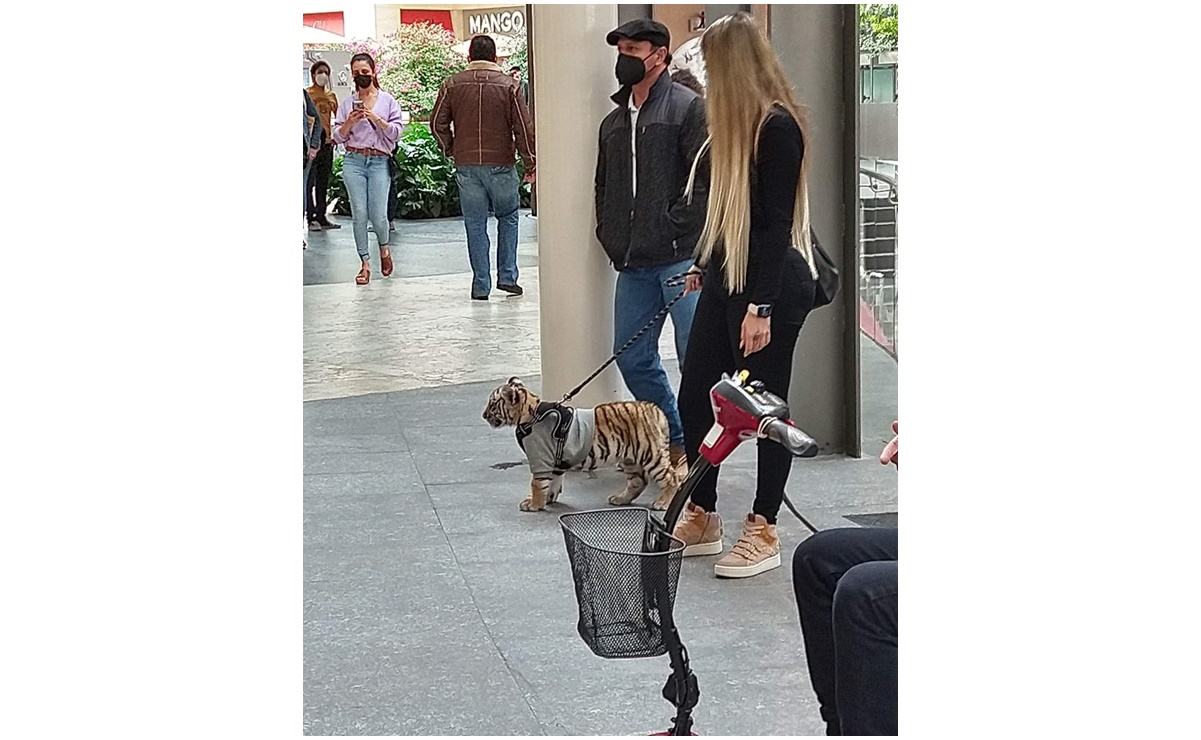 Tras paseo de tigre, alcaldía pide a Antara no tolerar "estas conductas"