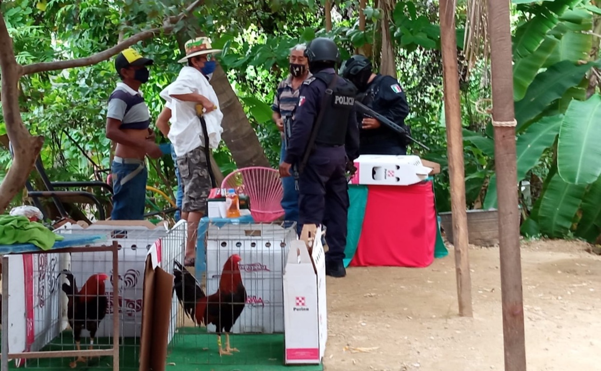 Impiden palenque clandestino de gallos en Acapulco