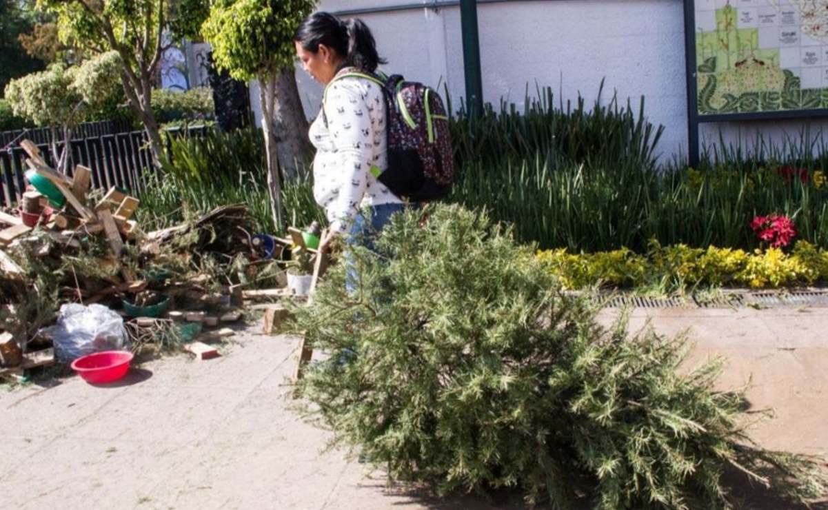 Así puedes intercambiar tu árbol de navidad por una planta de ornato en Cuajimalpa 