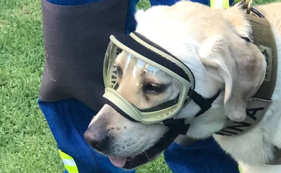 Semar alista homenaje a la perrita Frida; sus cenizas reposarán al pie de su escultura