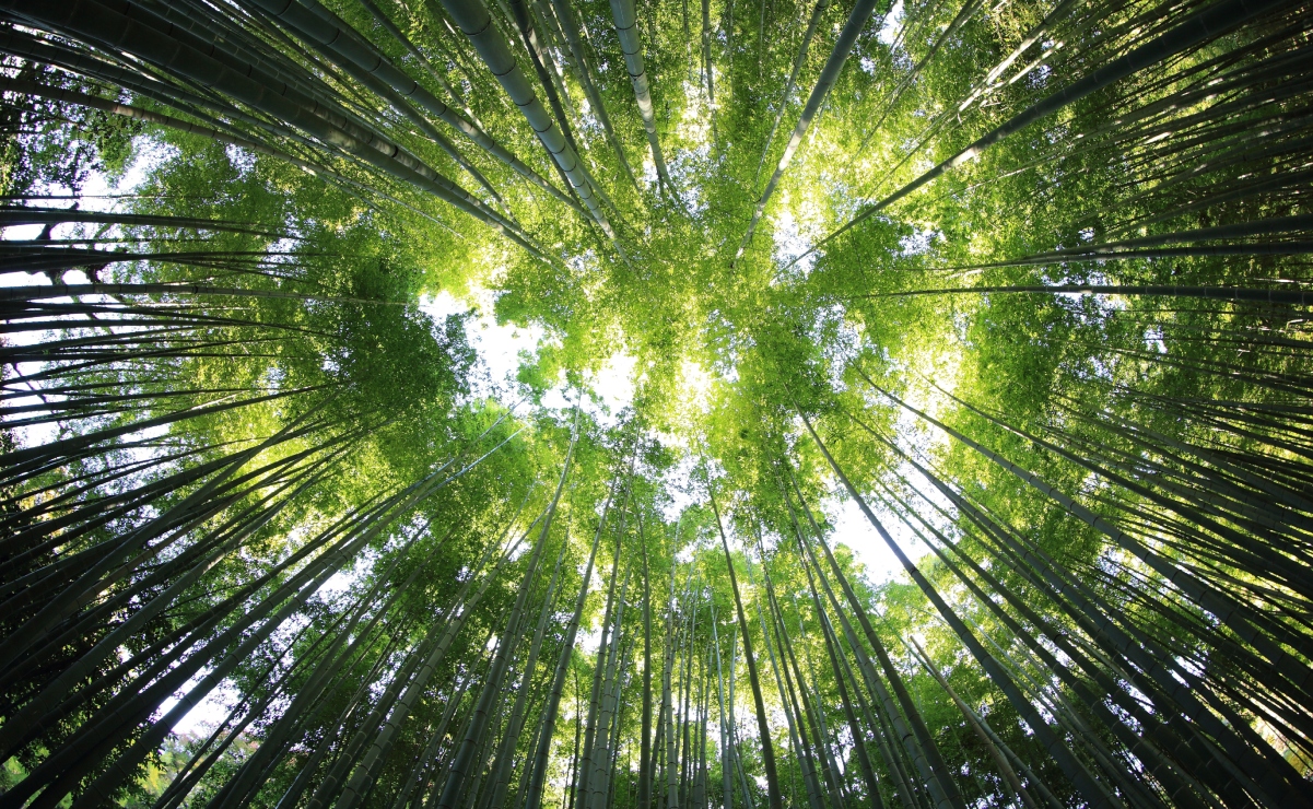 Conoce un bosque de bambú en México