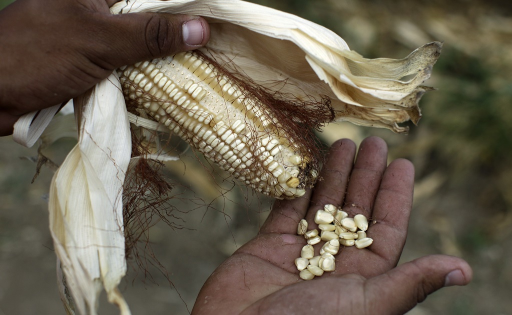 Mexico’s craddle of corn is threatened by climate change