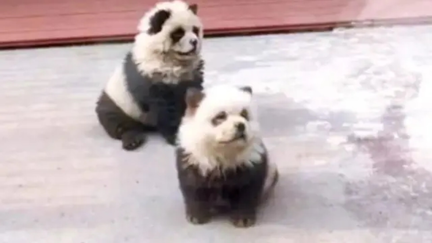VIDEO: "¡Les dieron perro por panda!": zoológico en China desata polémica por engaño a visitantes