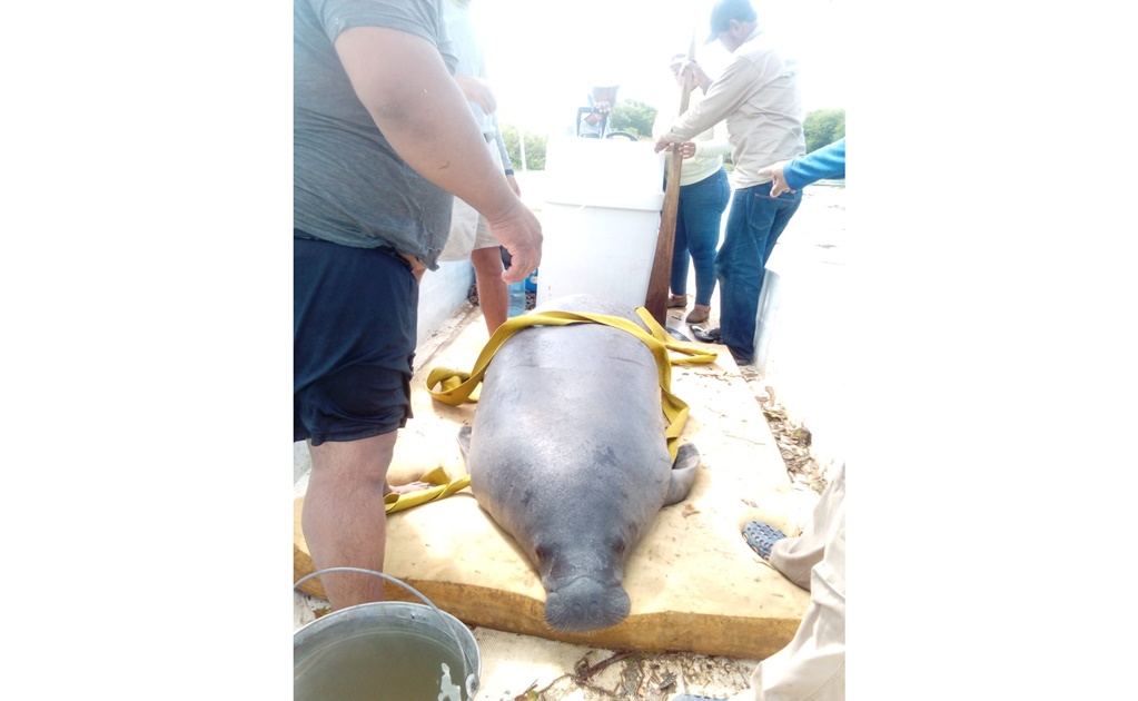Confirman muerte de 30 manatíes en lagunas de Tabasco 