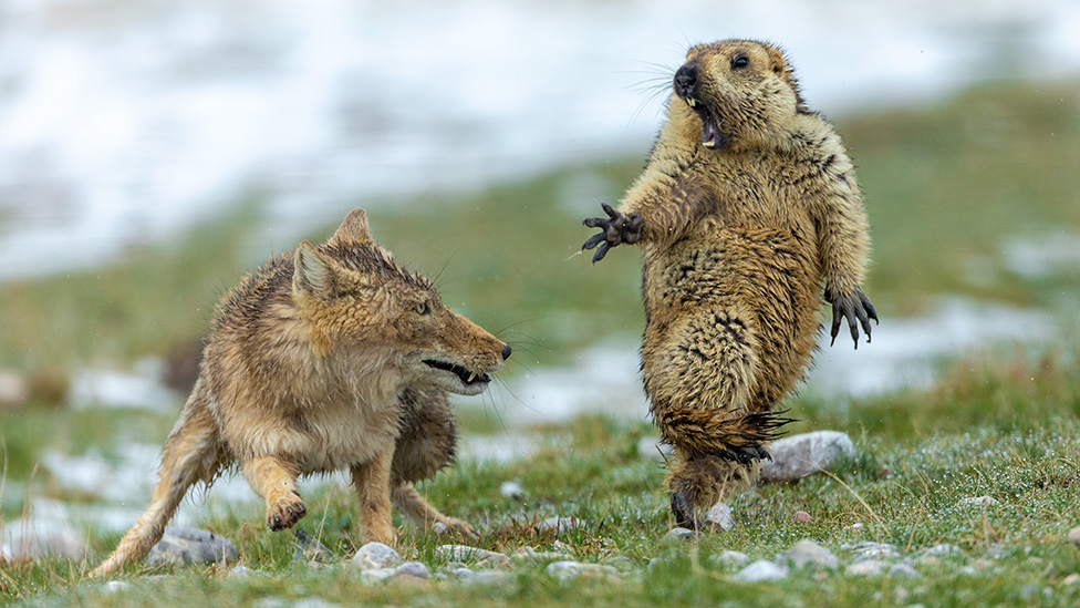 El encuentro mortal entre un zorro y una marmota, imagen ganadora de Wildlife Photographer  