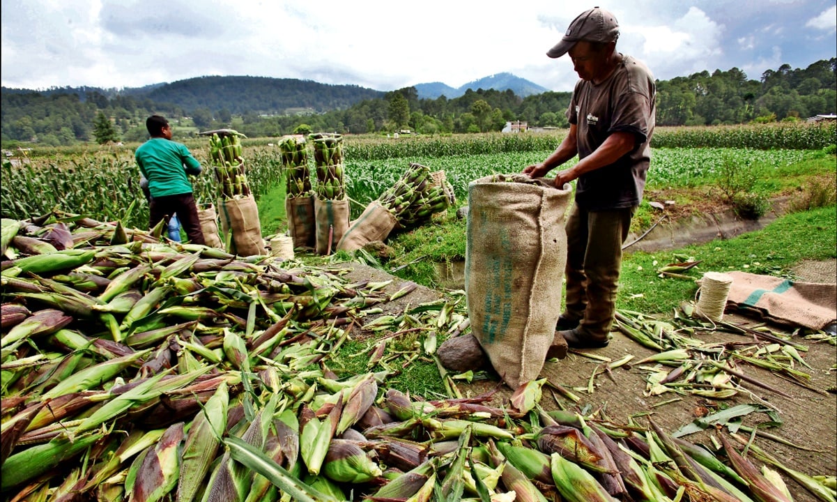 Programa de fertilizantes será a nivel nacional; se atenderá a dos millones de agricultores: Sader