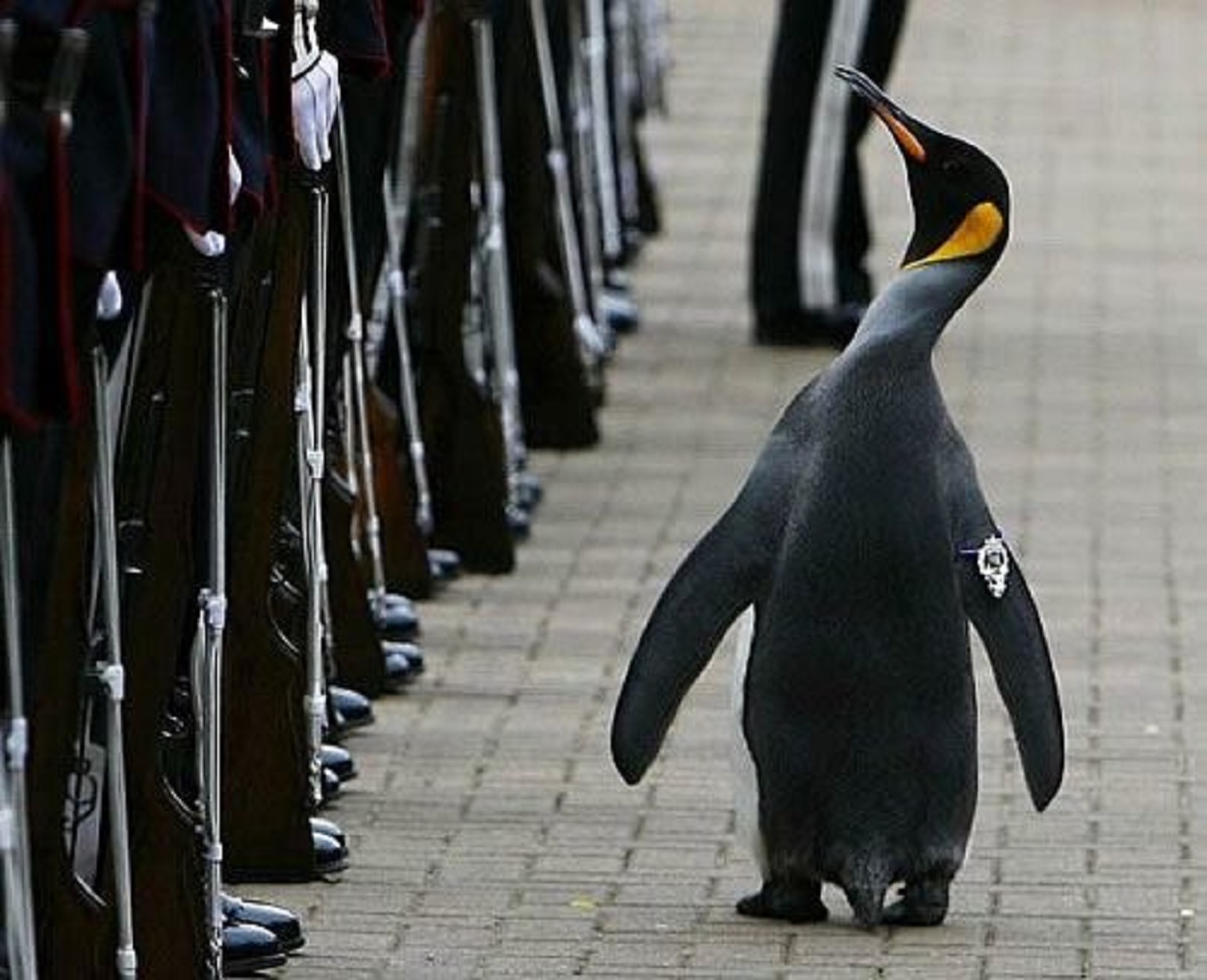 ¡Firmes! Pingüino se convierte en mayor general en Noruega