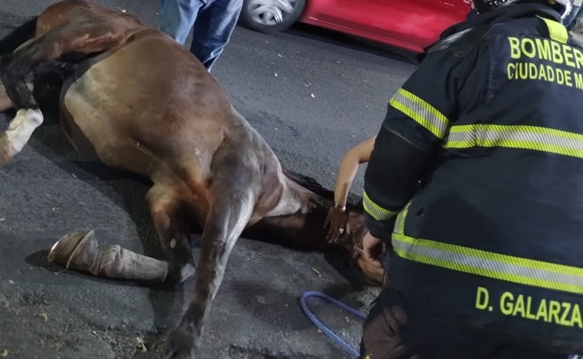 Personal del ERUM rescata a caballo que se cayó en coladera