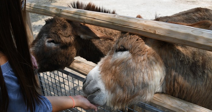 Niño muere de E. Coli por tocar animales en feria de San Diego 