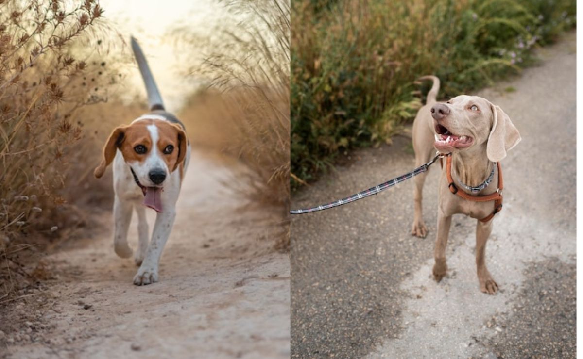 Qué hacer si mi perro se escapa y no obedece, según expertos