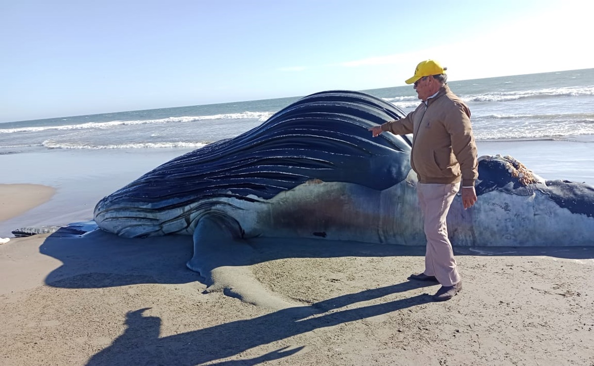 Hallan ballena de más de 8 metros de largo muerta en playas de Guasave, Sinaloa