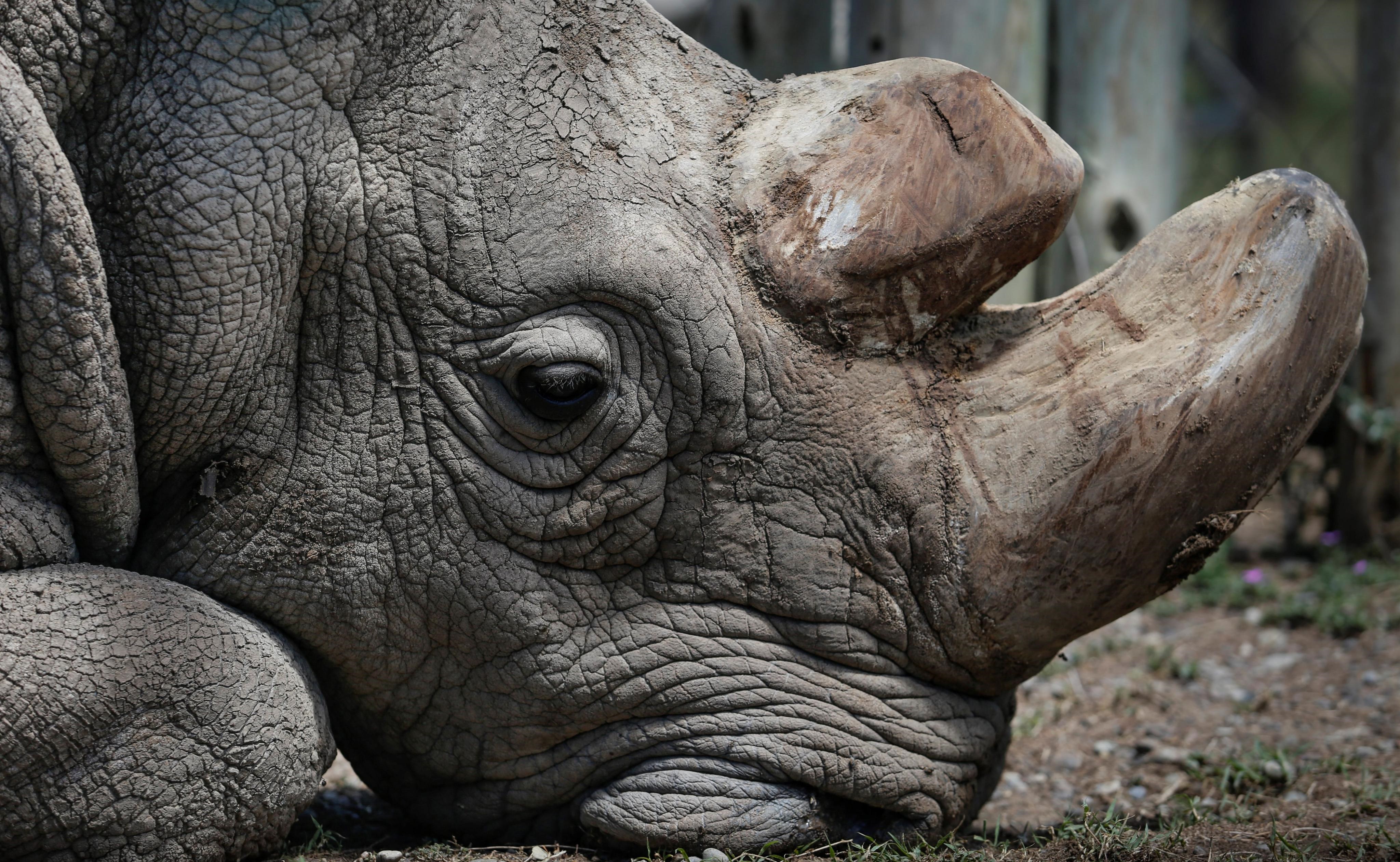 Muere en Kenia el último macho de rinoceronte blanco del norte