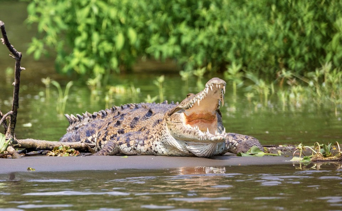 Video. Cocodrilo ataca a hombre en río de Carolina del Norte 