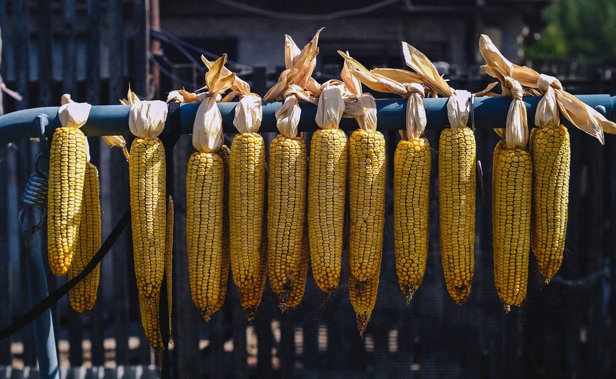 Ante prohibición de maíz transgénico, productores de EU piden a Biden iniciar caso contra México