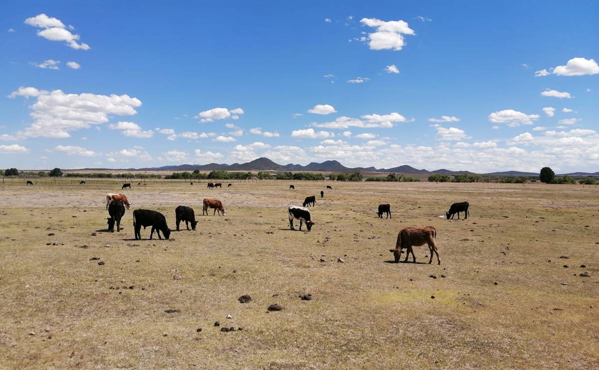 Agricultura anuncia efectividad del 98% en combate de sequías