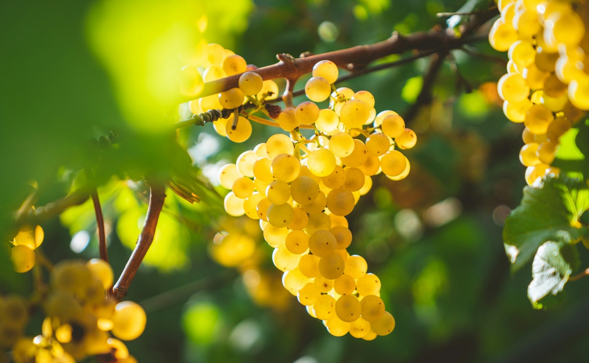 Celebra a la Chardonnay, la reina de las uvas blancas