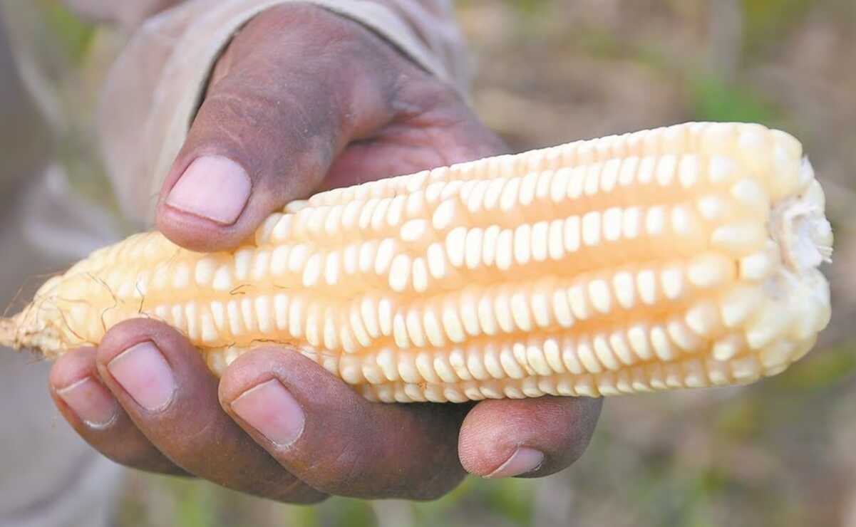 Pese a sequía, tipo de cambio mantendrá estables los precios en la producción de maíz, afirman