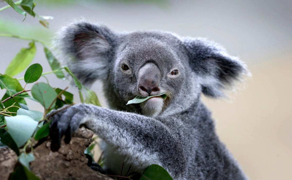 Vacuna contra la clamidia de los koalas, clave para tratar esta enfermedad en humanos