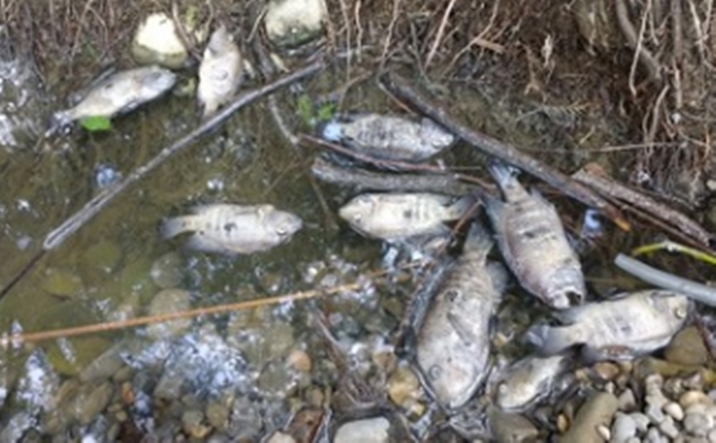 Denuncian ante Profepa muerte de peces en río La Silla de NL