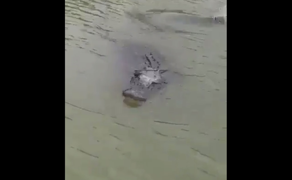 Captan a caimán nadando en el río Bravo
