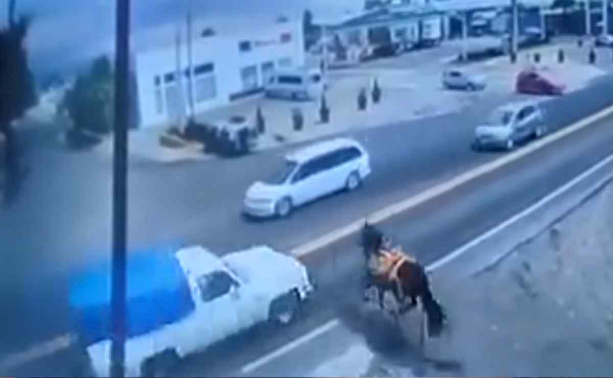 VIDEO: Camioneta atropella a caballo mientras corría para cruzar la carretera México-Cuautla