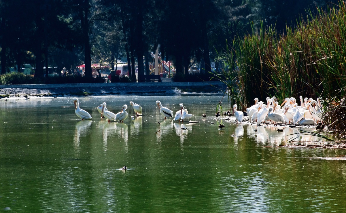 Pelicanos migran a la CDMX: hallan refugio en Bosque de Aragón