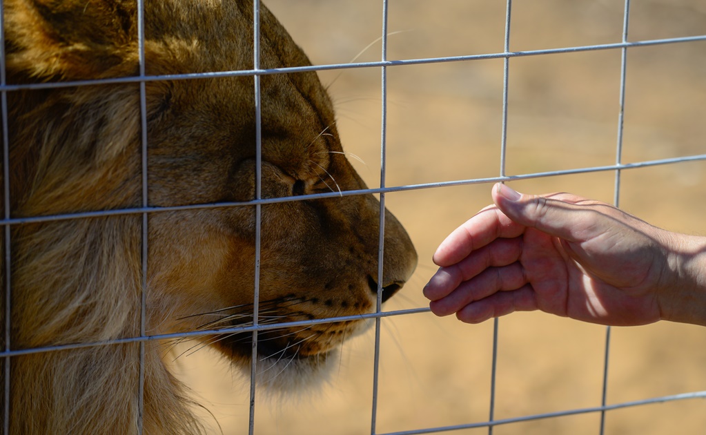 Sacrifican a dos leones porque un hombre entró a su jaula en Chile 