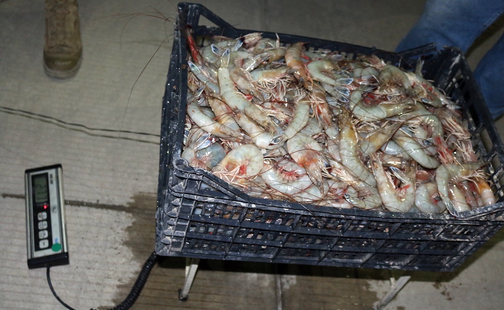 Aseguran a embarcación por pesca ilegal en área de vaquita marina