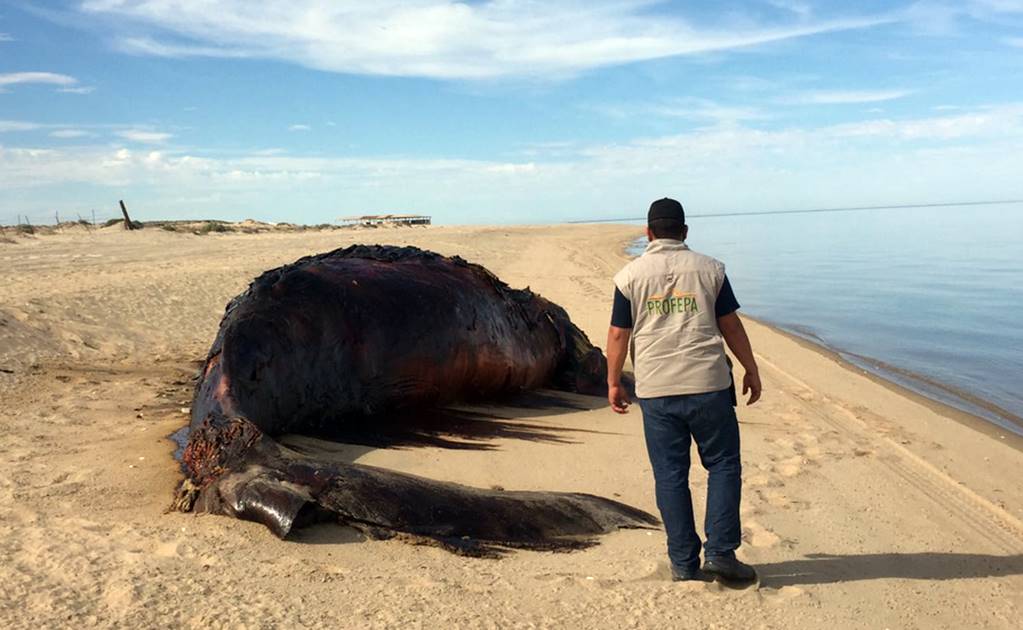 Hallan una ballena muerta en playa de Salina Cruz