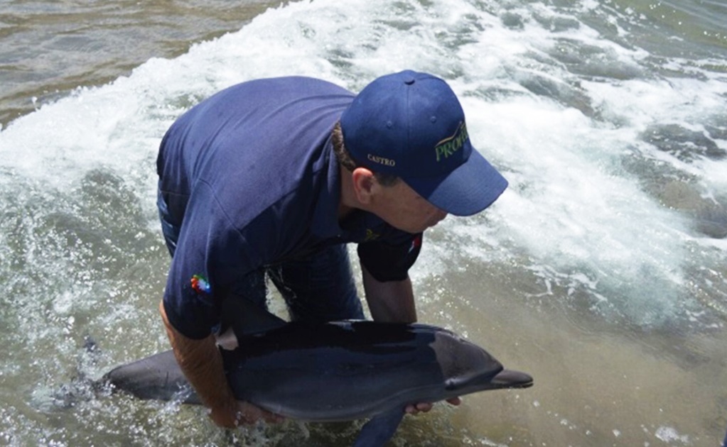 Rescatan a delfín varado y lo reintegran a su hábitat en BCS