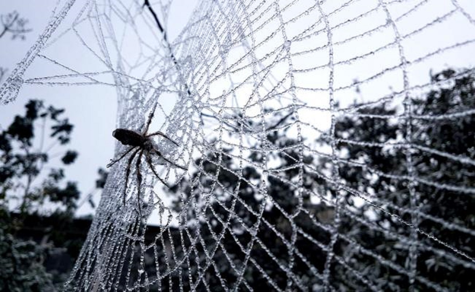 Identifican nueva especie de la letal araña violinista