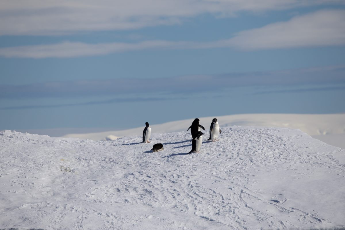 El séptimo continente: Antártida