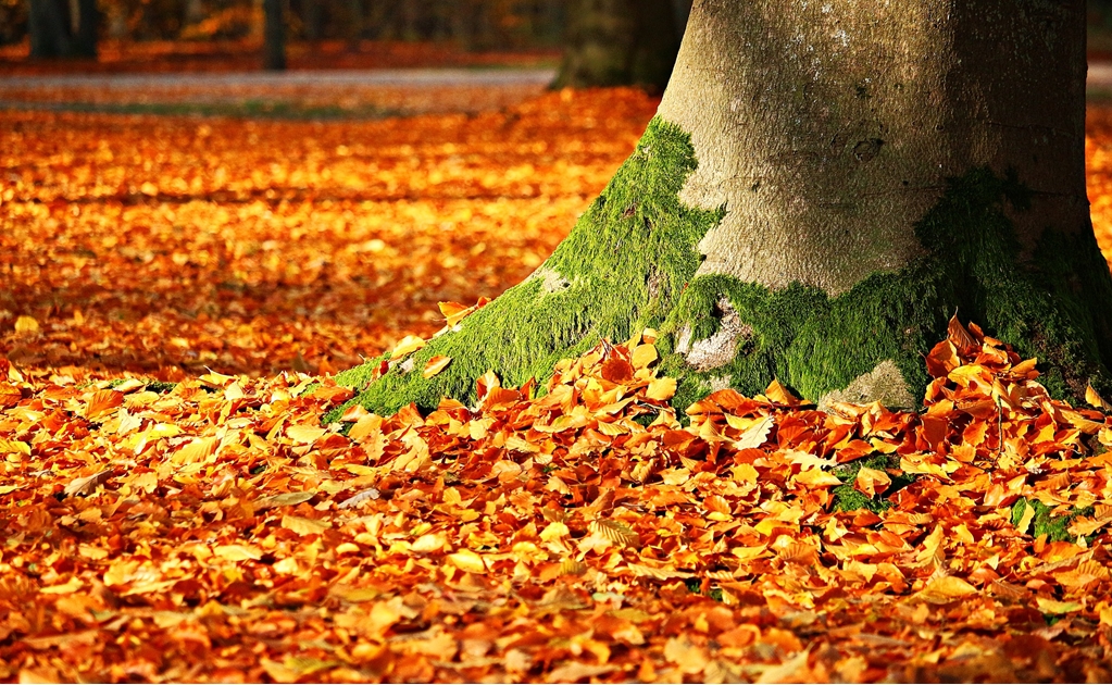 Entérate. ¿Cuándo inicia el Otoño?