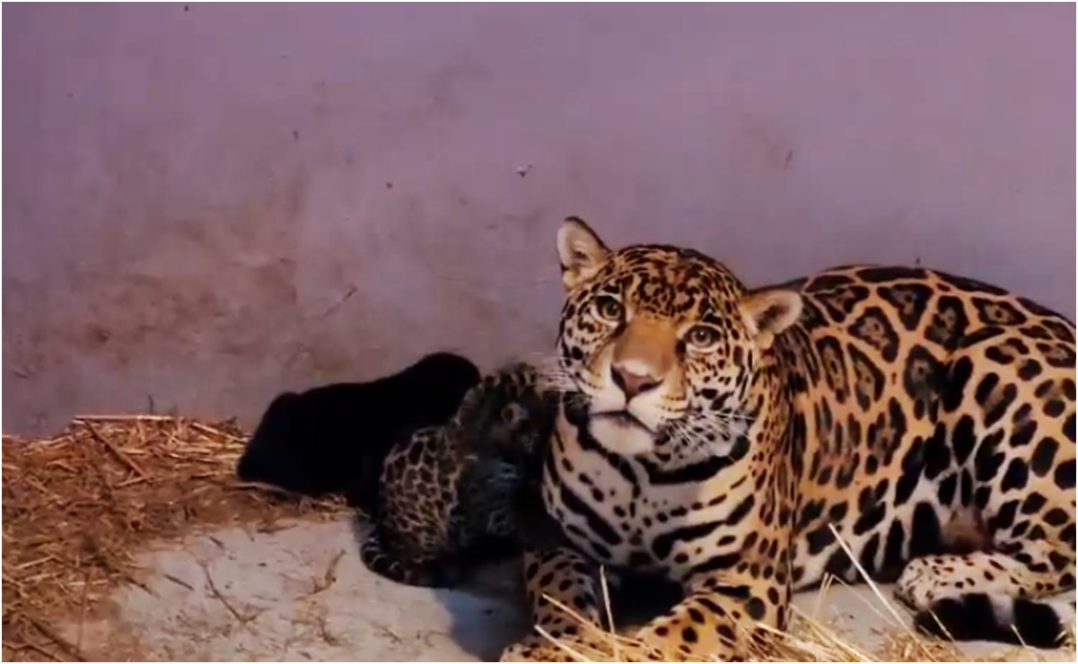 ¡Qué ternura! El Zoológico de Chapultepec da la bienvenida a tres cachorros de jaguar