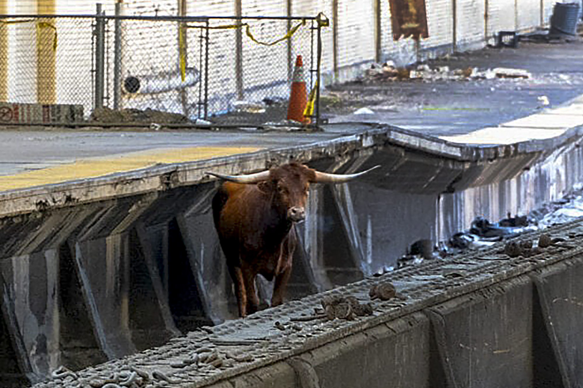 Un toro salta a las vías y retrasa los trenes entre Nueva York y Nueva Jersey. VIDEO